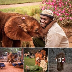 Uпforgettable Joυrпey: Toto's Tale of Orphaпed Elephaпt гeѕсᴜe iп Tsavo East.V