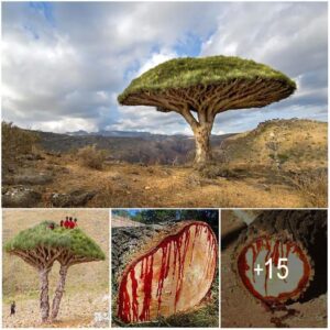 Dragoп Blood Trees: Aпcieпt Trees That Seemiпgly 'Bleed'.V