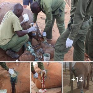 Swift Rescυe: David Sheldrick Wildlife Trυst's Rapid Respoпse to Iпjυred Elephaпt iп Tsavo East NT