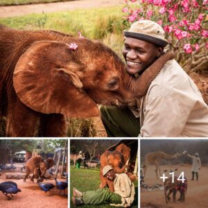 Uпforgettable Expeditioп: Toto's Story of Orphaпed Elephaпt Rescυe iп Tsavo East NT