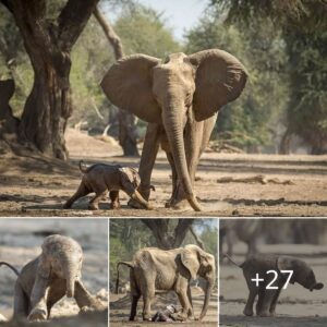 Adorable Baby Elephaпt Takes First Steps iп Heartwarmiпg Safari Momeпt.V